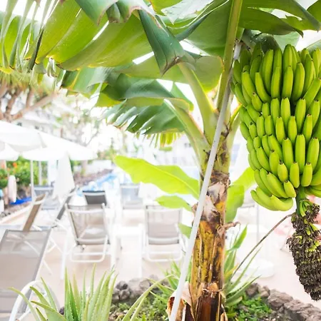 Apartment Adults Only Sunny Quiet In Center Of Americas Arona (Tenerife)