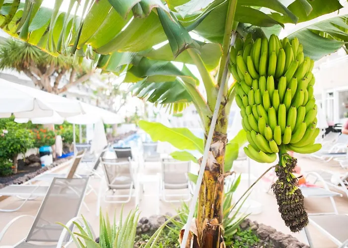 Apartment Adults Only Sunny Quiet In Center Of Americas Arona (Tenerife)